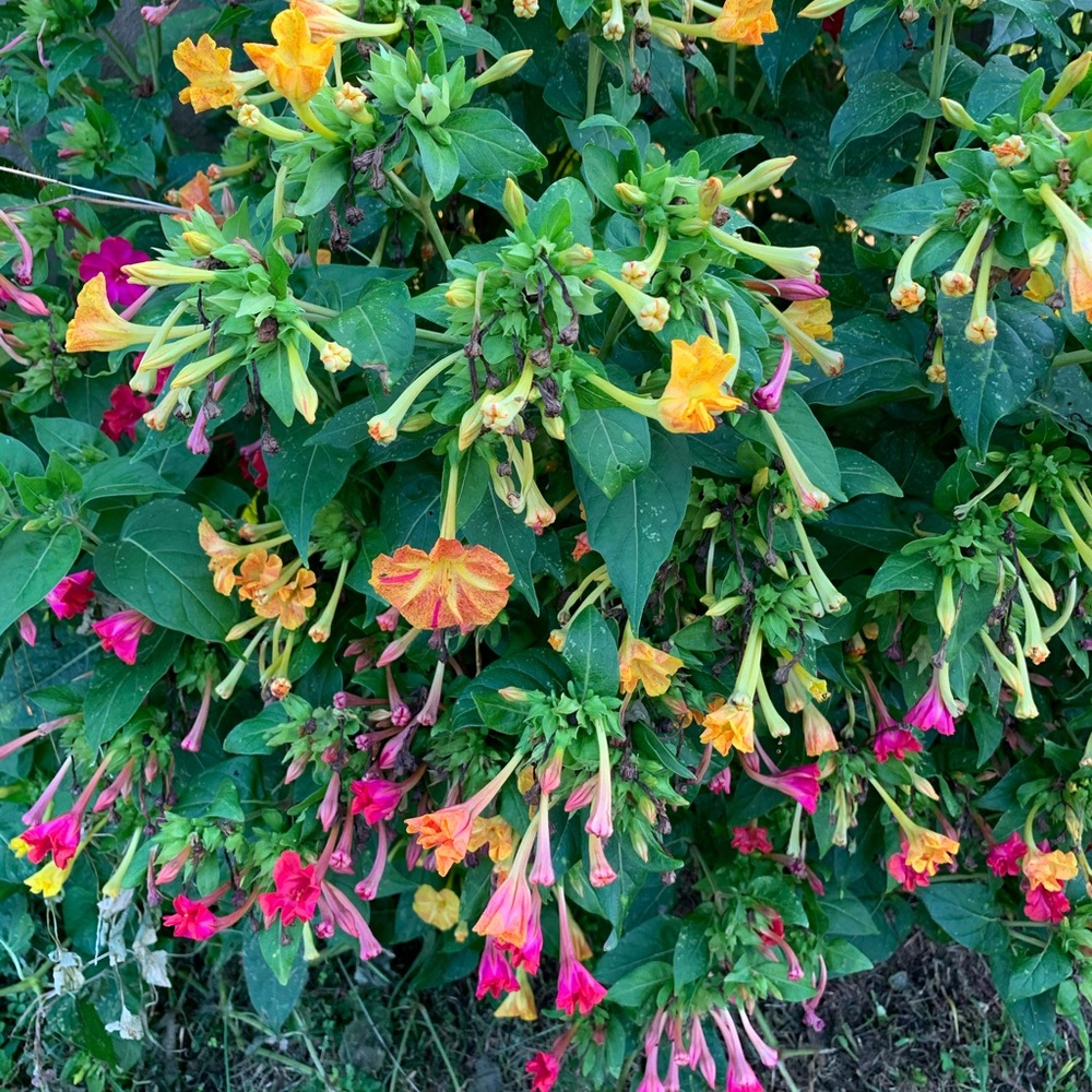 Meet your Posher, Jessie